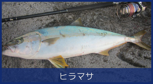 ヒラマサ