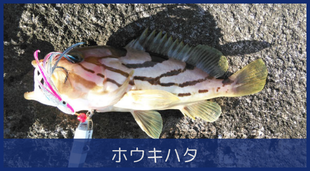 ホウキハタ