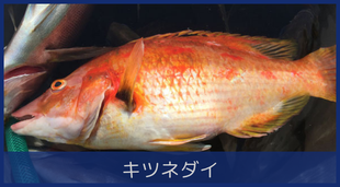 キツネダイ