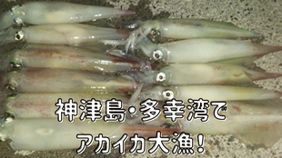 神津島・多幸湾でアカイカ大漁！