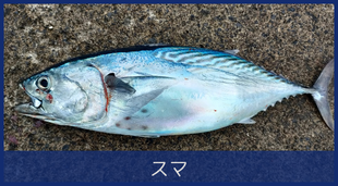 スマ