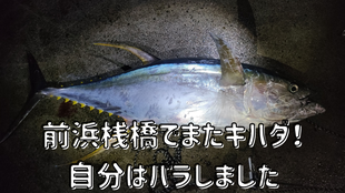 前浜桟橋でまたキハダ！自分はバラしました