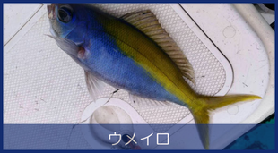 ウメイロ