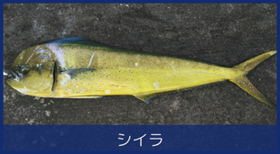 シイラ