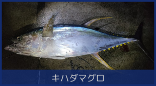キハダマグロ