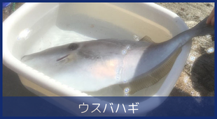ウスバハギ