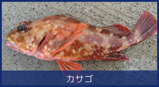 カサゴ