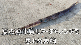 夏の神津島ルアーチャレンジで思わぬ大物
