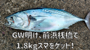 GW明け、前浜桟橋で1.8kgスマをゲット