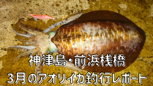 神津島・前浜桟橋　3月のアオリイカ釣行レポート