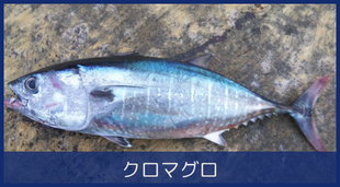 クロマグロ