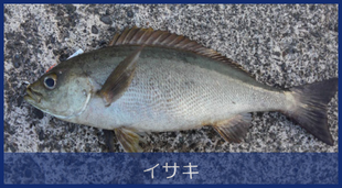 イサキ
