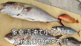 多幸湾沖で小カンパチ入れ食いもほかは不調