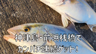 神津島・前浜桟橋でカンパチ連続ヒット