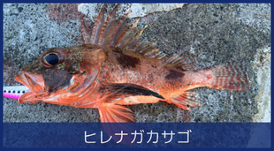 ヒレナガカサゴ
