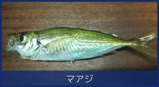 マアジ