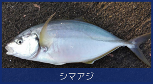 シマアジ