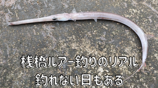 桟橋ルアー釣りのリアル　釣れない日もある