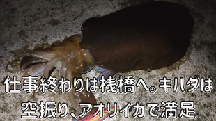 仕事終わりは桟橋へ。キハダマグロは空振り、アオリイカで満足