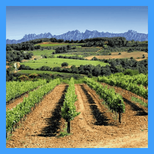 EXCURSIONES A LAS BODEGAS DEL PENEDÉS