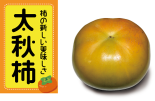 マルカ果樹園 大秋柿 柿の新しい美味しさ 