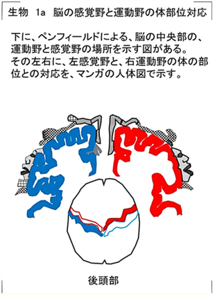 生物「脳の感覚野と運動野の体部位対応」