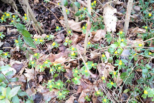 Foto: Winterling - privat - J. Ley