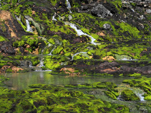 チャツボミゴケとは おすすめ新観光名所 チャツボミゴケ公園 地獄穴 の案内 チャツボミゴケとは おすすめ新観光名所 チャツボミゴケ公園 地獄穴 の案内