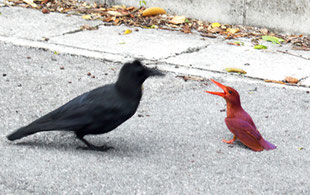 カラスの襲撃に対し、大きなくちばしで必死に抵抗するアカショウビン=22日午後6時過ぎ、市民会館北の路上