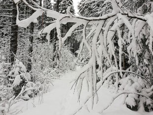 Wochenlieblinge, Kraftquelle, Auszeit im Paradies, Auszeit in der Natur, Wintermagie, verschneiter Wald, verschneiter Winterwald