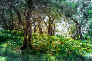 stage constellation familiale alchimie voyage chamanique tambour 5 éléments terre métal eau bois feu tao toulouse