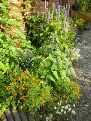 Glyzine, Sternchen-Tagetes, Agastrache, Dufsteinrich