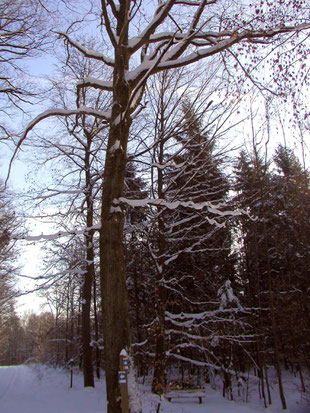 Die Bismarckeiche in Oberderdingen