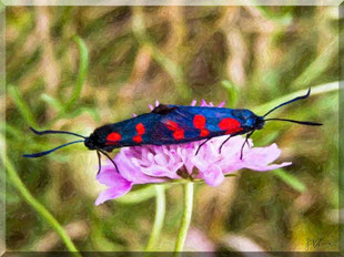 Calabria - Fiumefreddo Bruzio, farfalle in amore