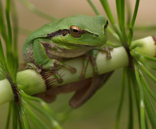 Laubfrosch (c) Petra Altrichter