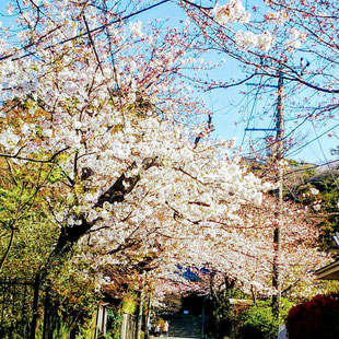 鎌倉　浄妙寺　桜