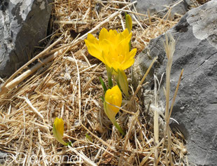 "Sternbergia lutea", auf deutsch Herbst-Goldbecher