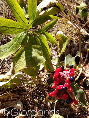 Korallen Pfingstrose Fruchtstand-Paeonia mascula ssp. hellenica