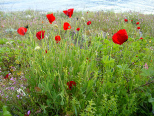 Mohnblumen am Strand-Klatschmohn