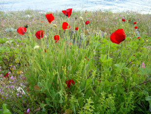 Mohnblumen am Strand-Klatschmohn