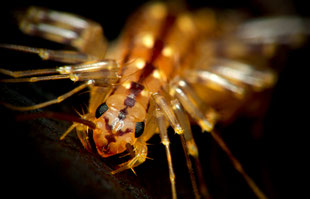 Scutigera coleoptrata-Der Spinnenläufer