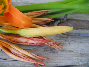 Essbare Taglilie Blüte-Knospe-Frisch-Getrocknet