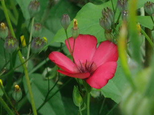 rote Blume in Grün