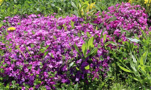 Photo décorative fleur violette