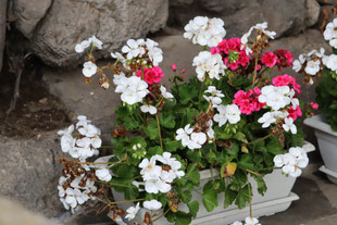 Photo décorative de fleur