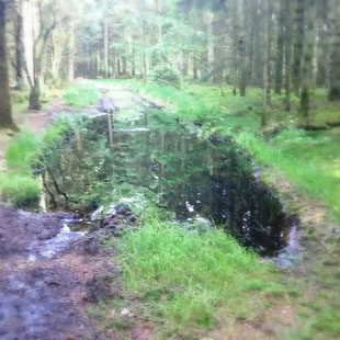 Mancher Waldweg gleicht kleinen Tümpeln