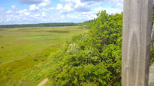 Blick auf die moorige Grathe Heide