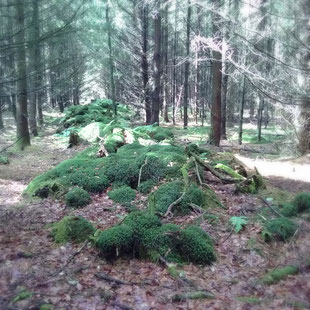 Hügelgräber in der  Havredal Plantage