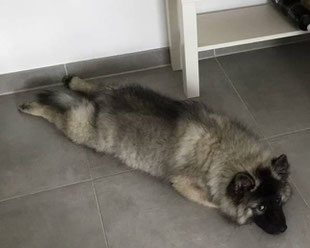 Wolfsspitz Frosch Position