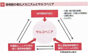 骨格筋の老化メカニズムとサルコペニア